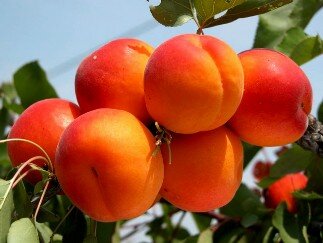 Колоновидный абрикос Голд
