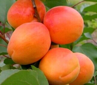 Отбор Астахова